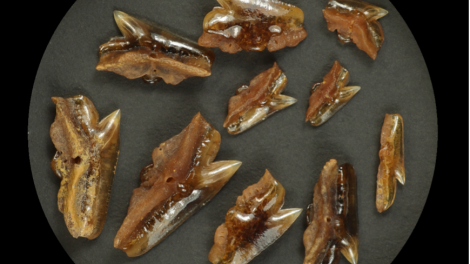An array of shark teeth displayed in a circular shape